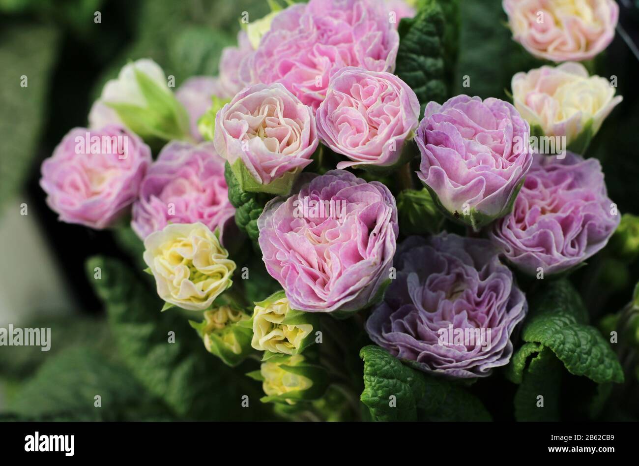 Die schönen blassrosa Blumen der Primula vulgaris 'Belarina Pink Champagne'. Seitenansicht in Nahaufnahme. Stockfoto