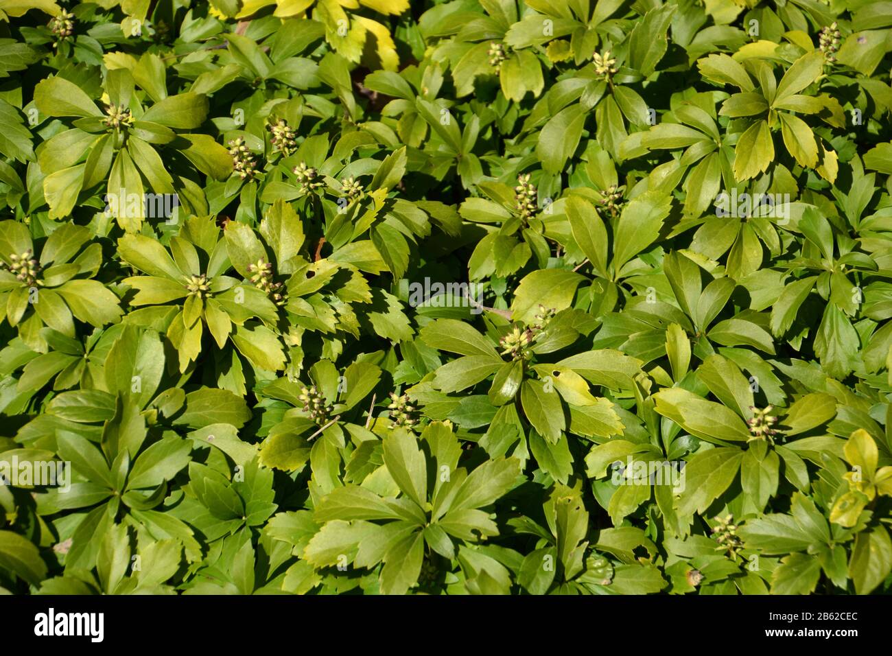 Japanische Pachysandra immergrüne Hochglanzblätter Pflanzen, winterfarbene Blätter japanischer Spurzstrauch Stockfoto