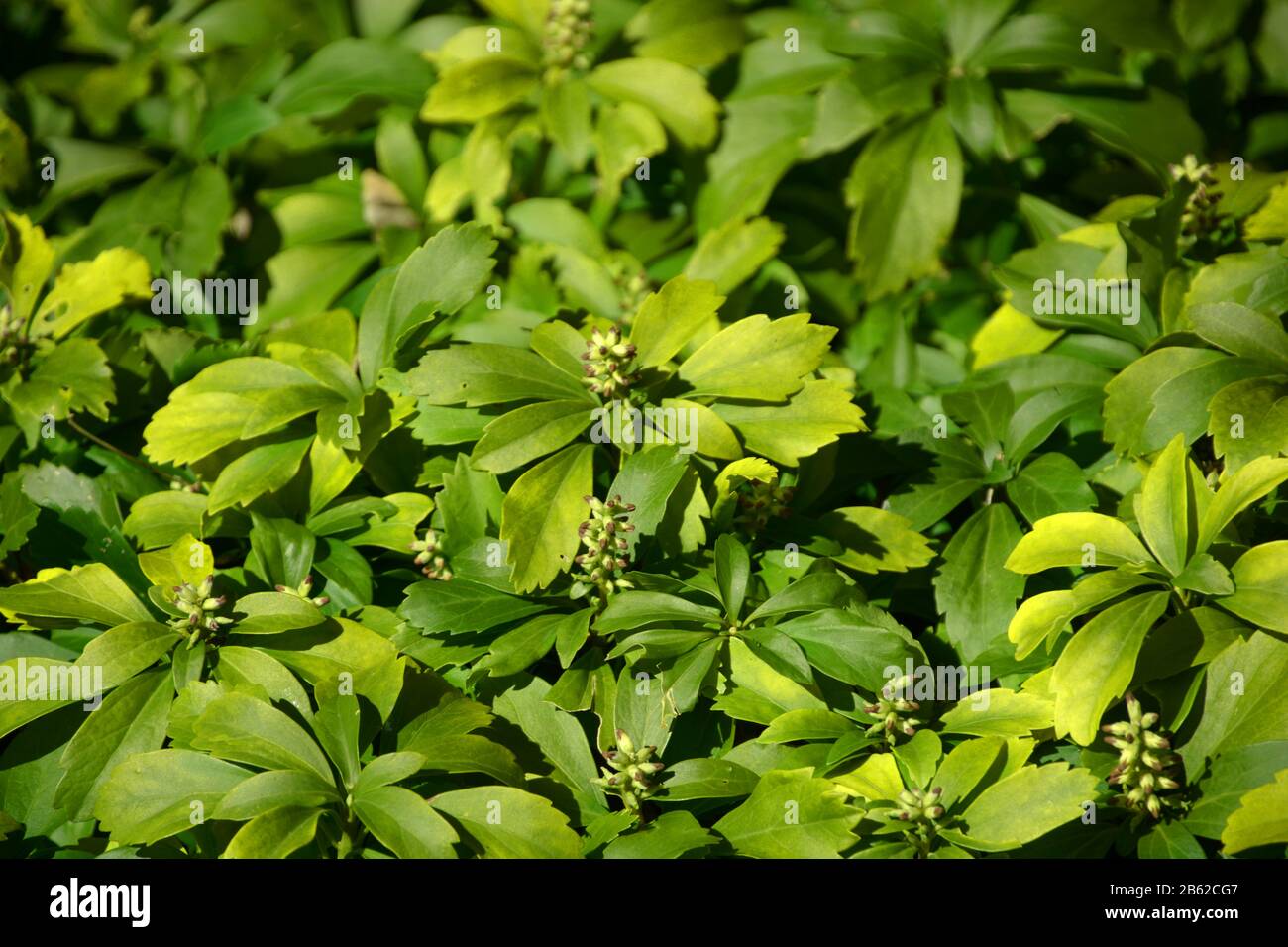 Immergrüne Teppichkastenpflanze mit winzigen Blumen im Frühjahr, Pachysandra terminalis oder japanische Spurzenpflanze in Blüte Stockfoto