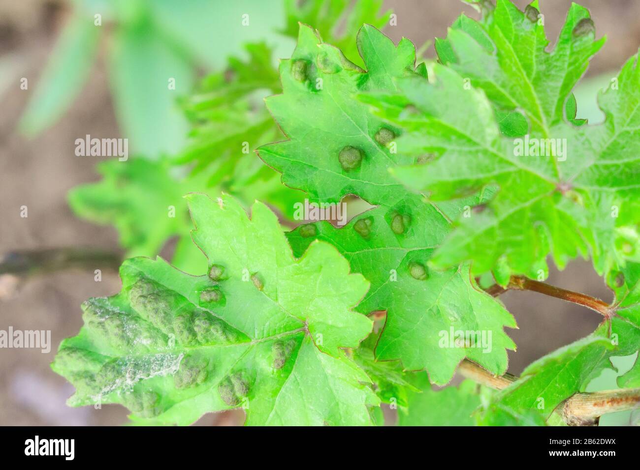 Erkrankungen von Traubenblättern, verursacht durch Parasiten oder Insekten, Bisse, die in den Reben leben. Keine Auswirkungen auf Trauben. Stockfoto