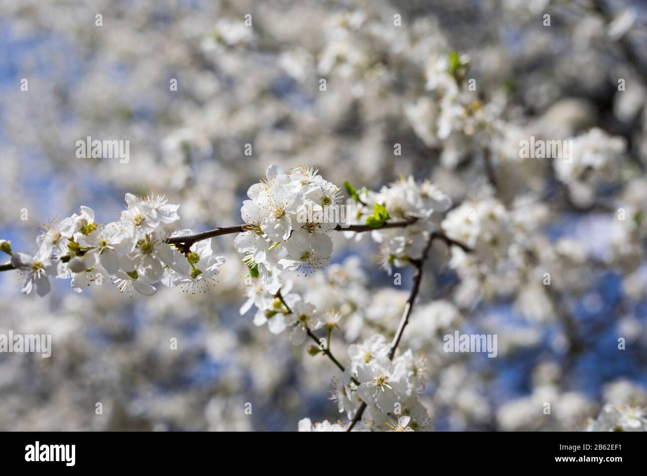 Feder Grenze oder Hintergrund Kunst mit rosa Blüten. Schöne Natur Szene mit blühenden Baum und Sonne Flare. Ostern sonniger Tag. Frühling Blumen. Beautifu Stockfoto