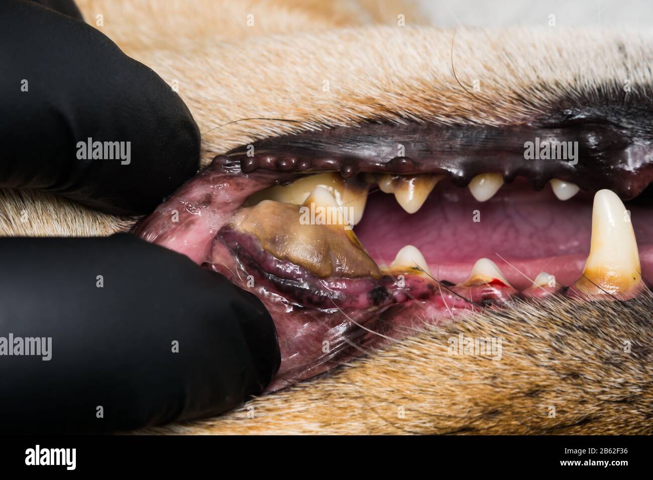 Hund mit Zahnfleischentzündung und Zähne mit Zahnstein Stockfotografie -  Alamy