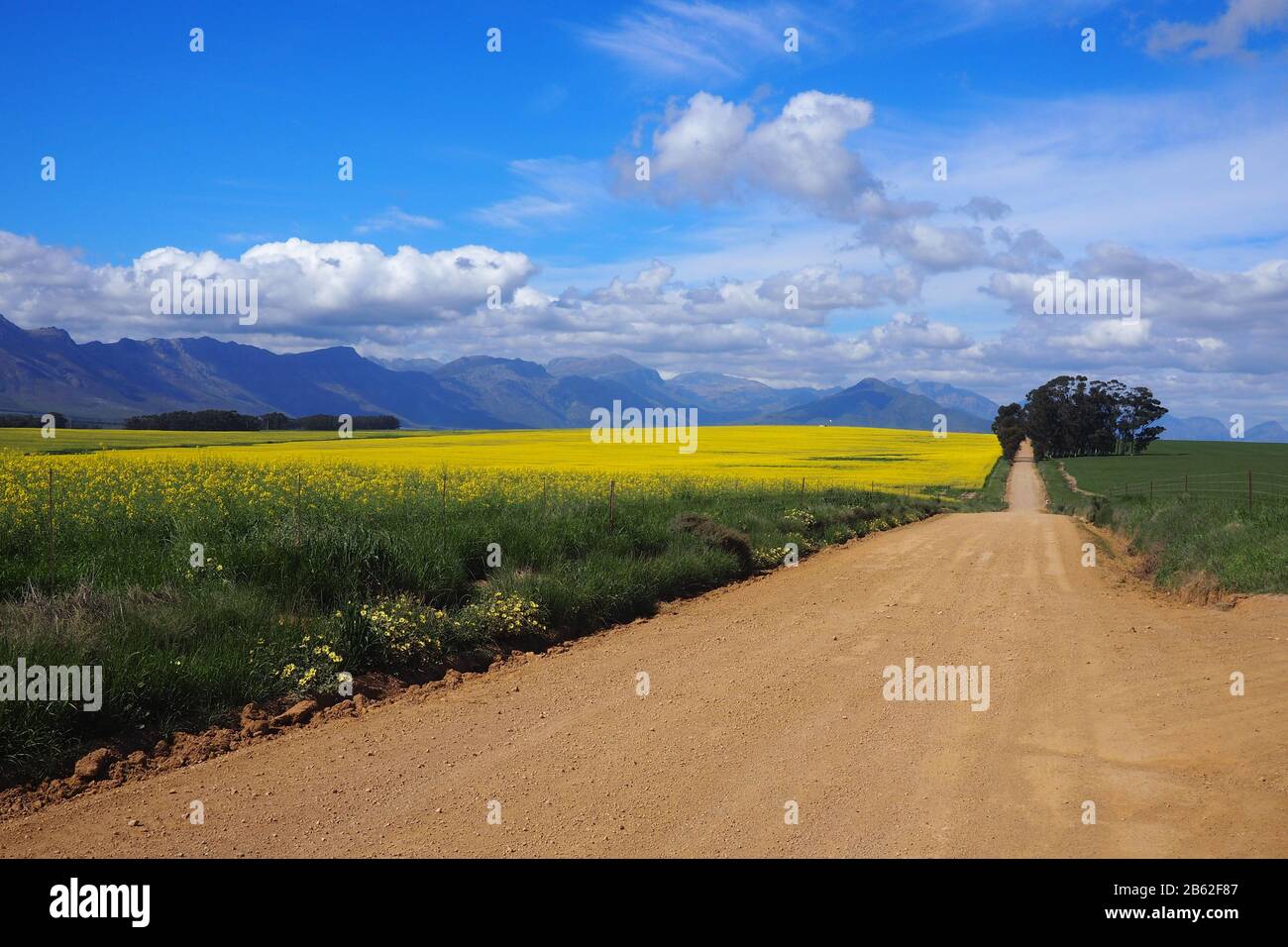 Hellgelbes Canola-Feld in grüner Landschaft Stockfoto