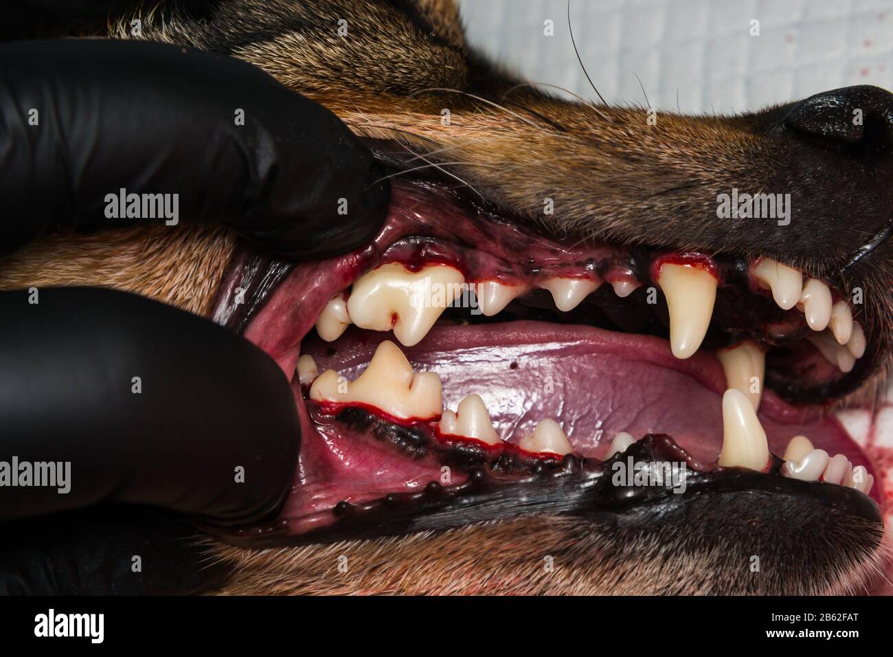 Close-u Foto eines Hundezahns nach der Tartektomie oder Zahnerschreckung Stockfoto