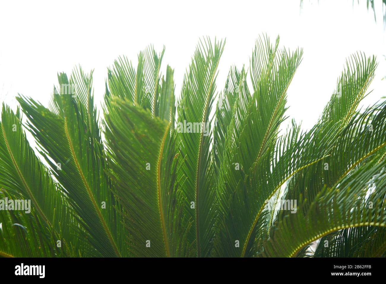 Oberteile von Palmwedeln. Stockfoto
