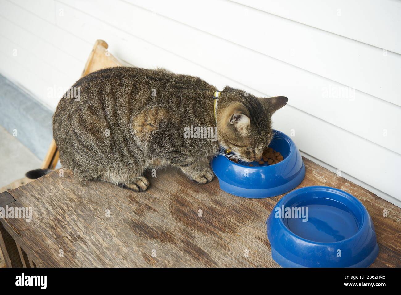 Katze, die aus blauem Gericht isst. Stockfoto