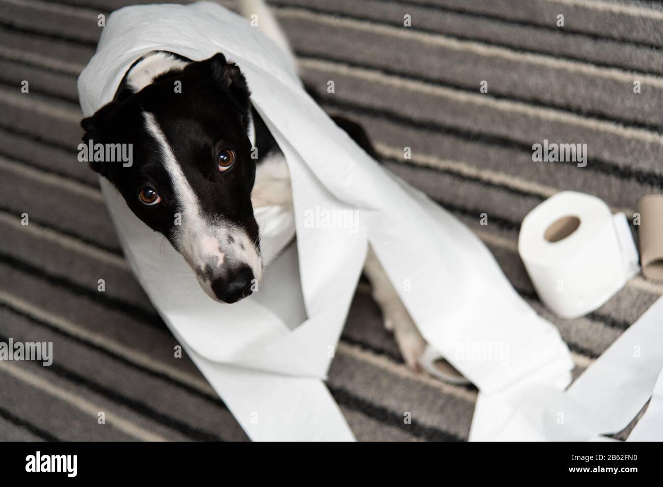 Schuldiger Hund Stockfotos und -bilder Kaufen - Alamy