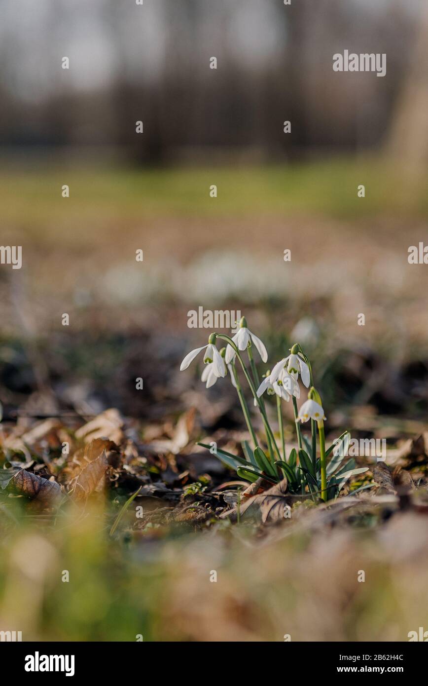 Nahaufnahme frischer Schneetropfen im Frühjahr, Galanthus nivalis Blume. Stockfoto