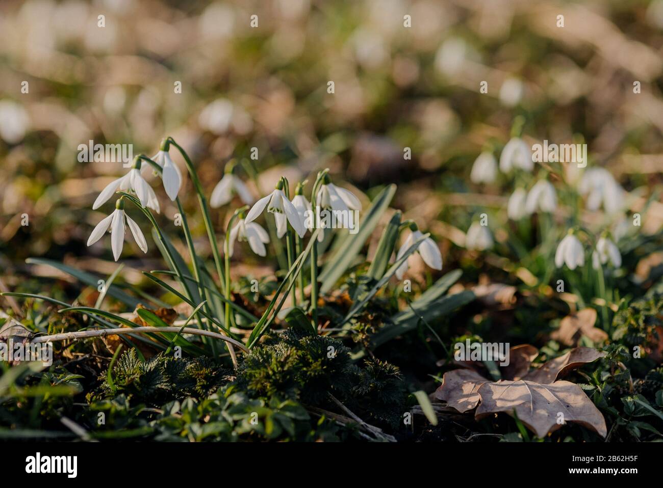 Snowdrop- oder gewöhnliche Schneefälle (Galanthus nivalis)-Blumen. Stockfoto