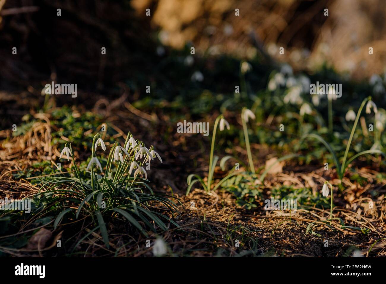 Nahaufnahme frischer Schneetropfen im Frühjahr, Galanthus nivalis Blume. Stockfoto