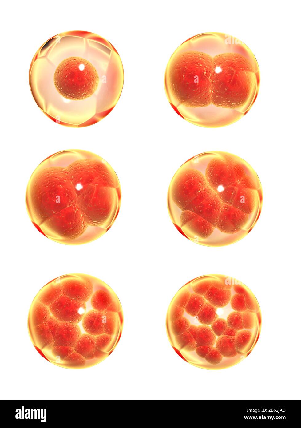 Mitose Prozess. Teilung der Zelle. Auf weissem Hintergrund. 3D-Rendering Stockfoto