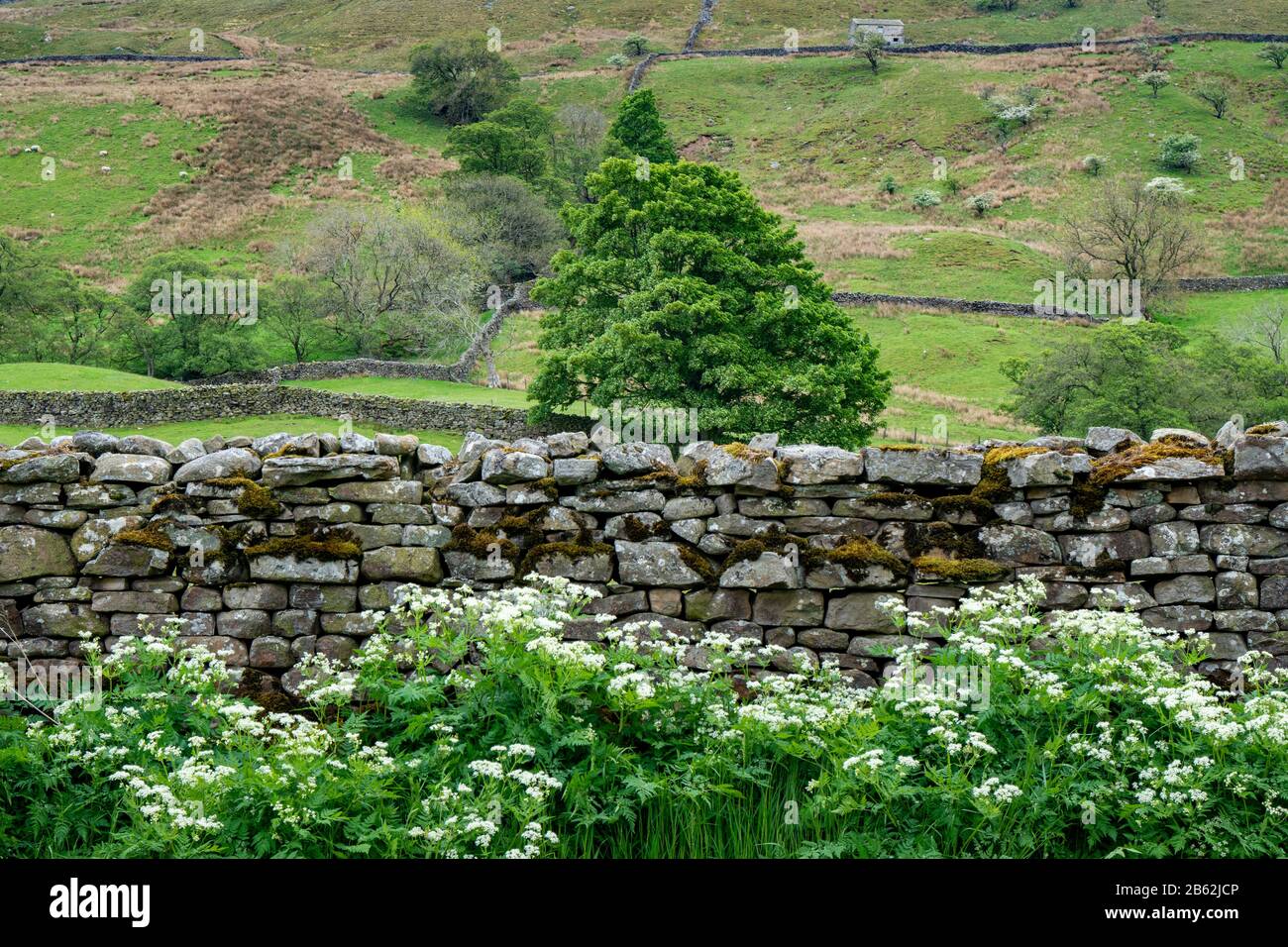 Blick auf Trockenmauern und Steinwand am Straßenrand, Upper Swaledale, Yorkshire Dales National Park, England, Großbritannien Stockfoto