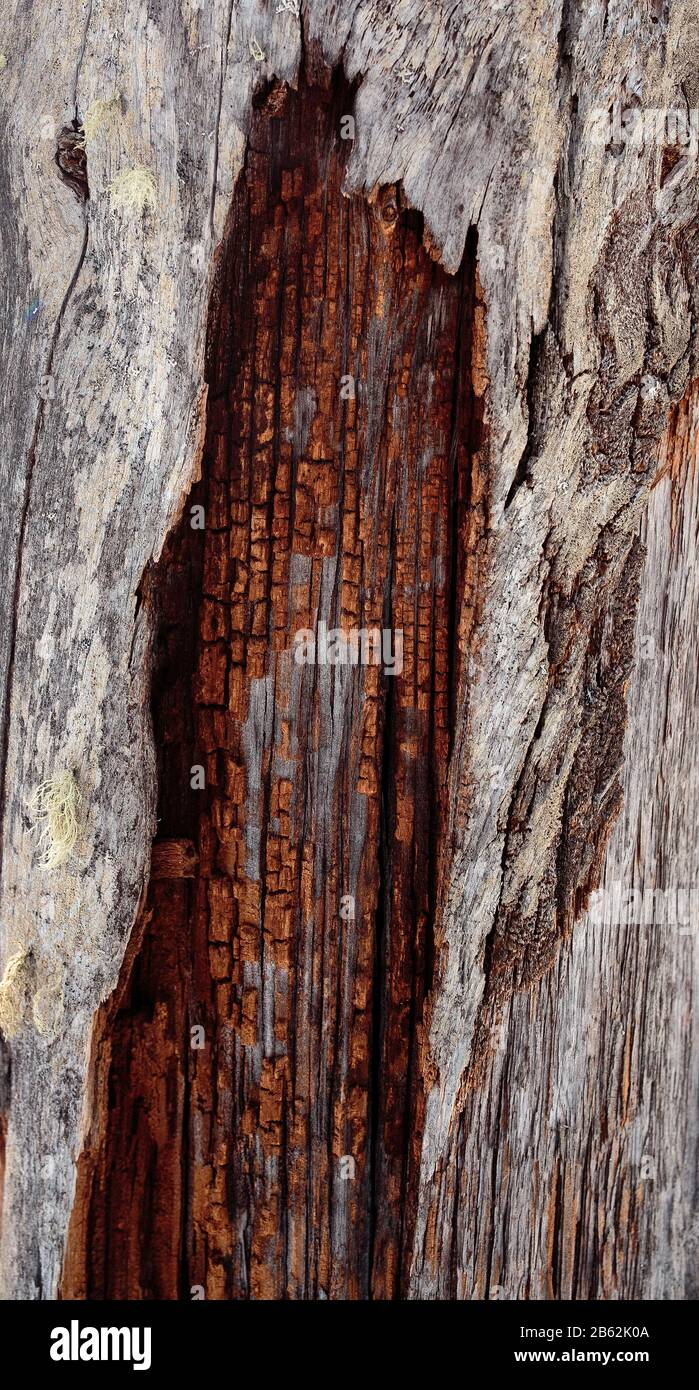 Struktur aus altem Holz mit einer beträchtlichen Menge von Rissen Stockfoto