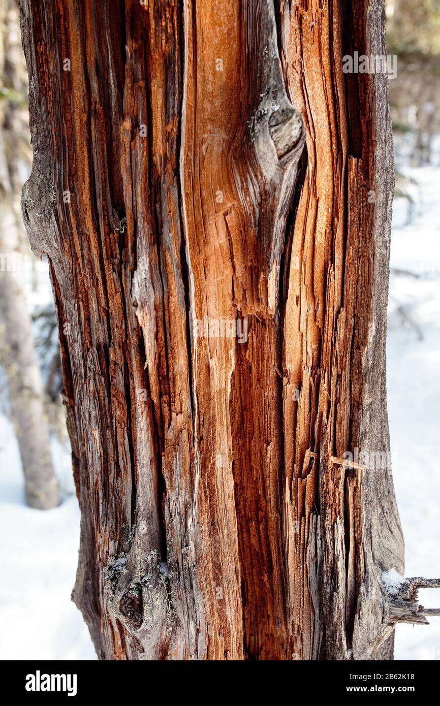 Struktur aus altem Holz mit einer beträchtlichen Menge von Rissen Stockfoto