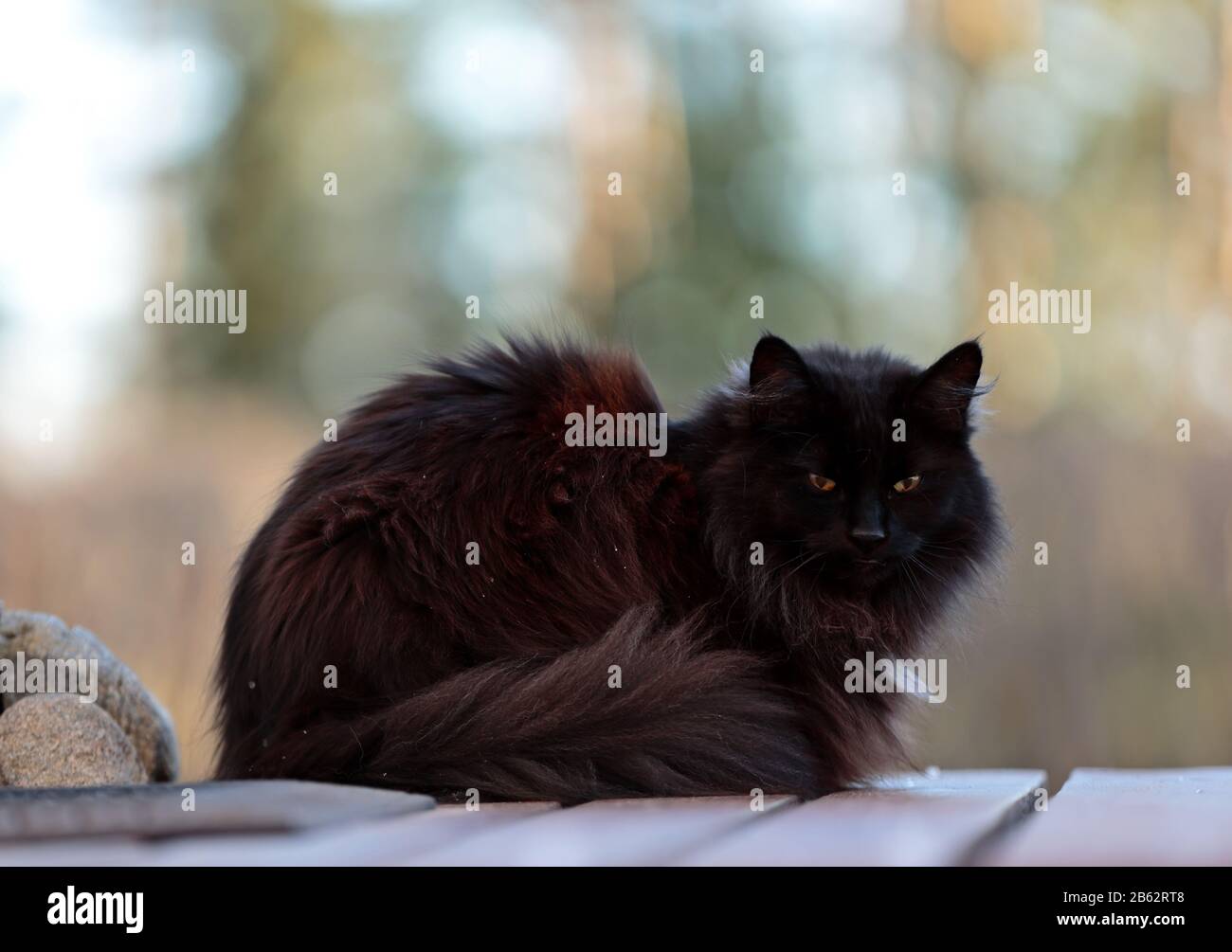 Eine schöne schwarze norwegische Waldkatze, die auf Holztreppen im Freien sitzt Stockfoto