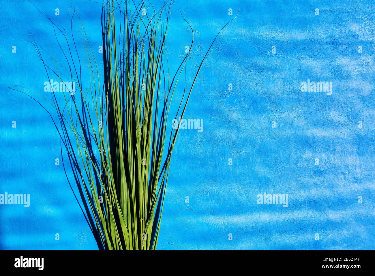 Ein Haufen grüner Stiele auf blauem Hintergrund mit Kopierbereich. Natürlicher Pflanzenhintergrund. Reed-Halme Stockfoto