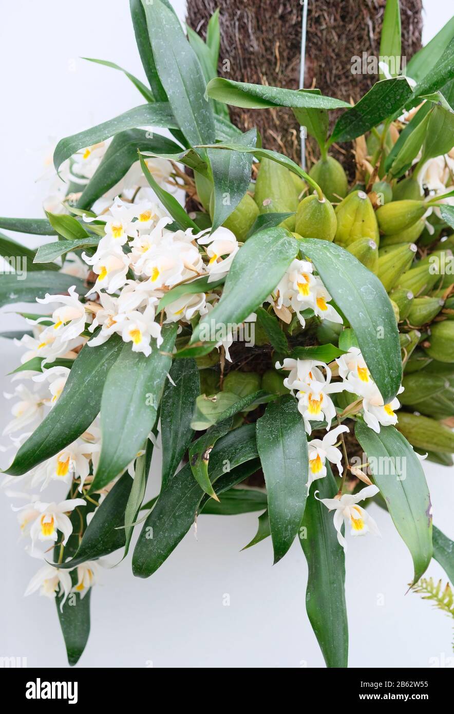 Coelogyne Cristata blüht im Frühjahr im Gewächshaus Stockfoto