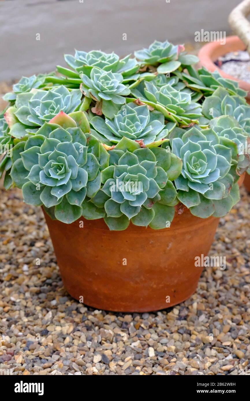 Echeveria elegans in Terrakotta-Topf, der Anfang des Frühlings auf Kies im Gewächshaus steht Stockfoto