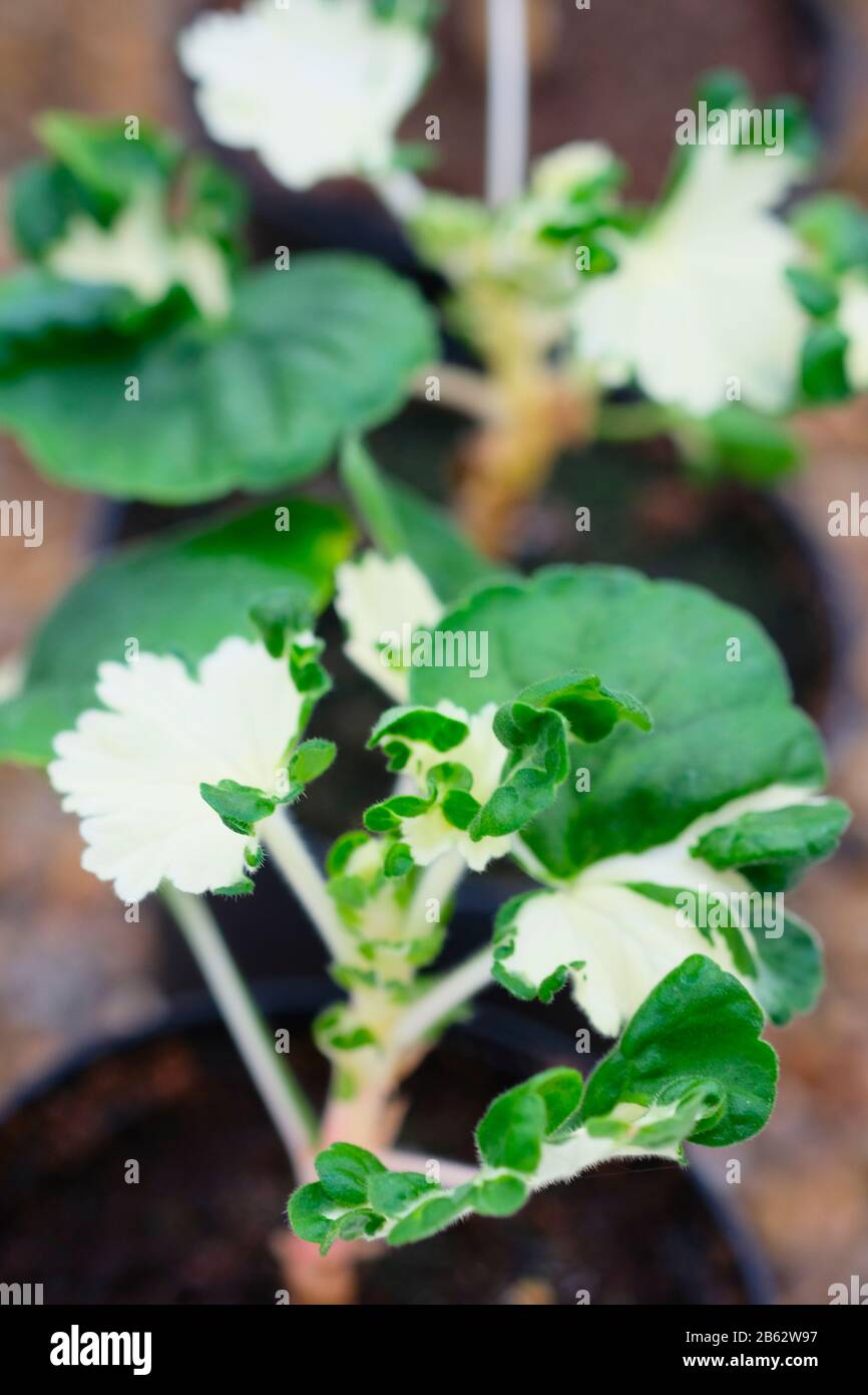 Nahaufnahme des markanten grünen und weißen Laubes von Pelargonium "Freak of Nature" im Frühjahr Stockfoto