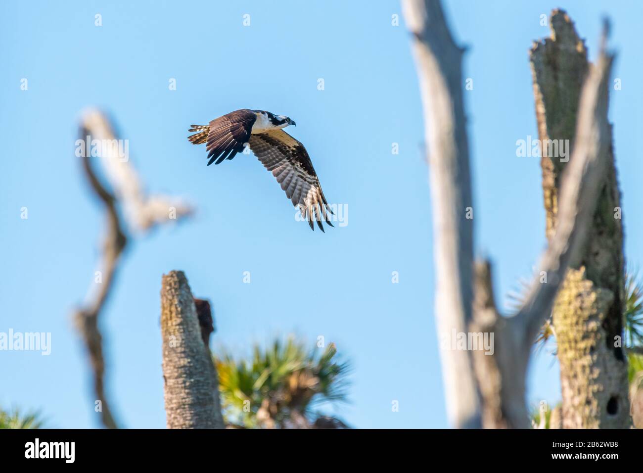 Eine Beute (Pandion haliaetus), die in Florida, USA, durch Bäume gegen einen blauen Himmel fliegt. Stockfoto