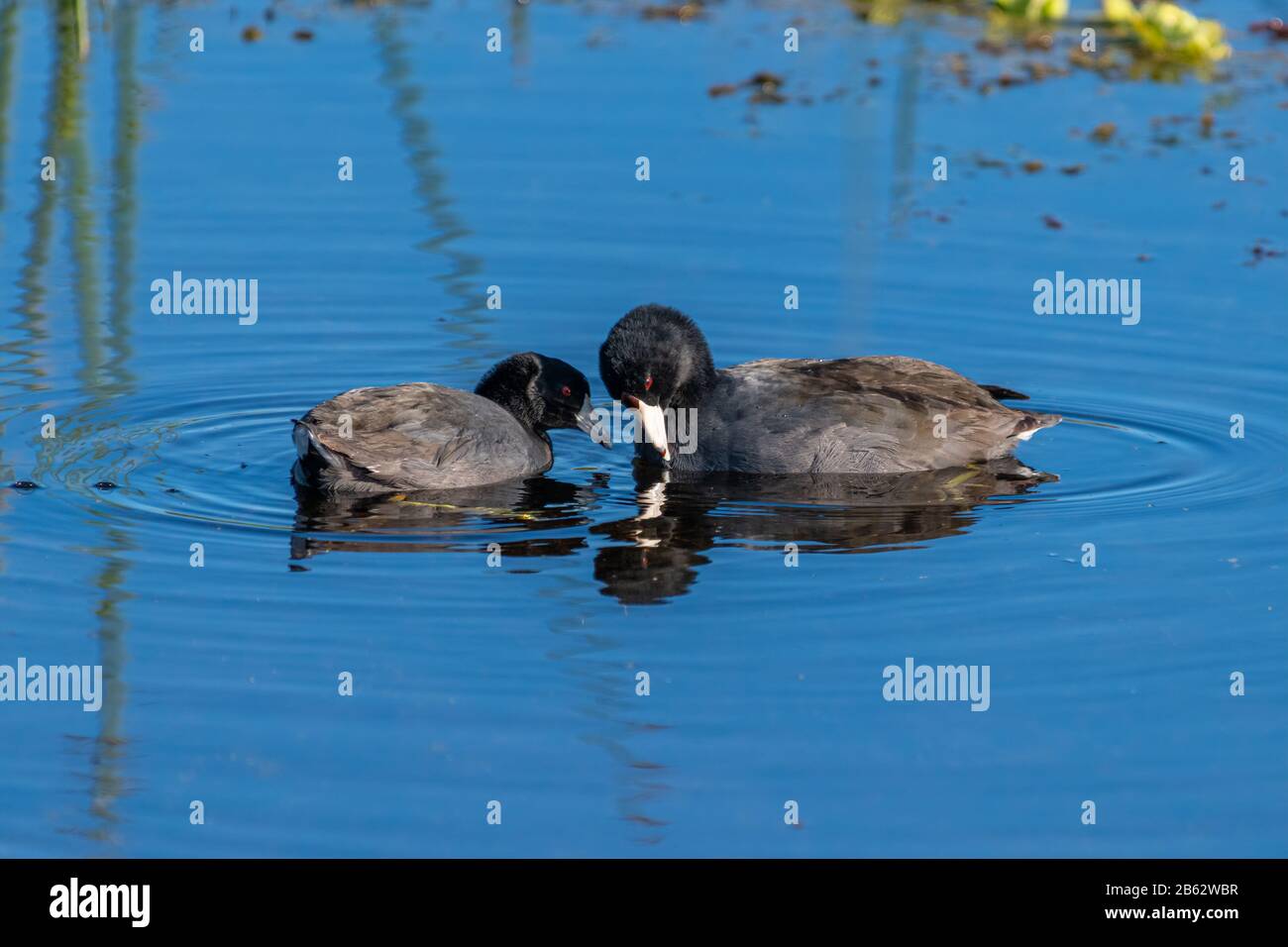 Zwei Erwachsene amerikanische Coots (Fulica Americana) schwimmen auf der Wasseroberfläche im Orlando Wetlands Park, Florida, USA. Stockfoto