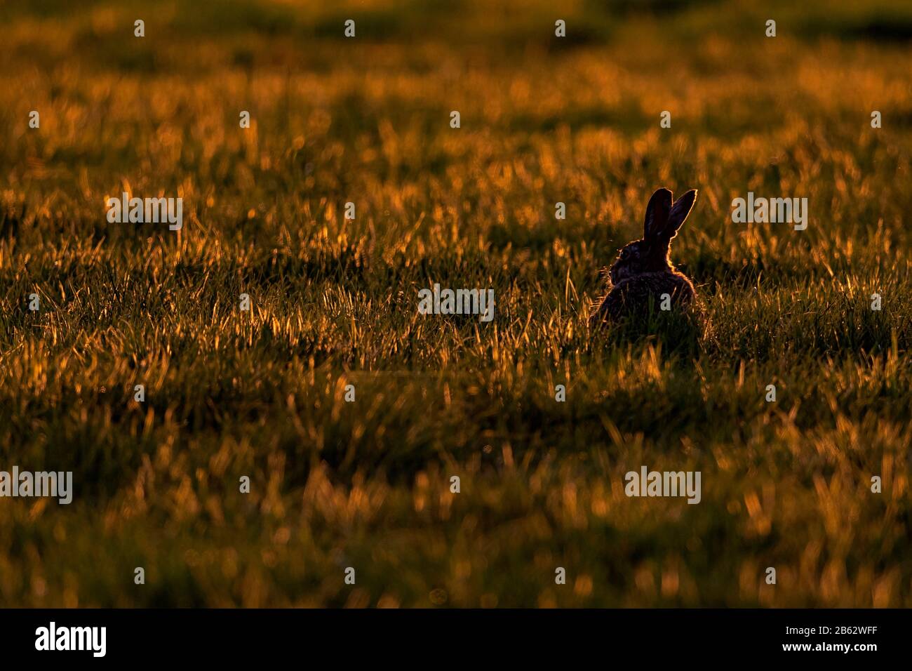 Europäischer brauner Hase (Lepus europaeus) in der Spätsommersonne Stockfoto