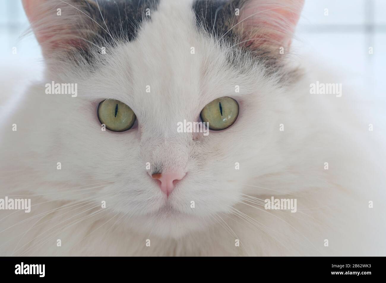 Porträt einer schönen, schwarz-weiß flauschigen Hauskatze (Felis Catus), die direkt auf die Kamera blickt Stockfoto
