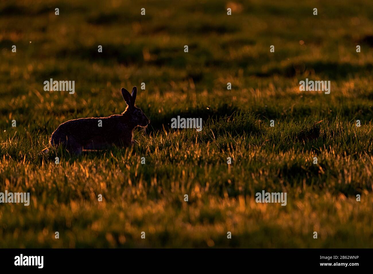 Europäischer brauner Hase (Lepus europaeus) in der Spätsommersonne Stockfoto