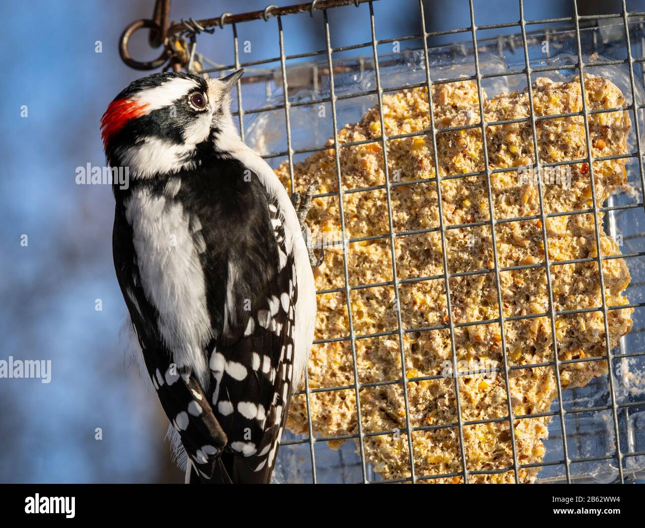 Dowy Woodpecker, der im Winter am Vogelzubringer isst Stockfoto