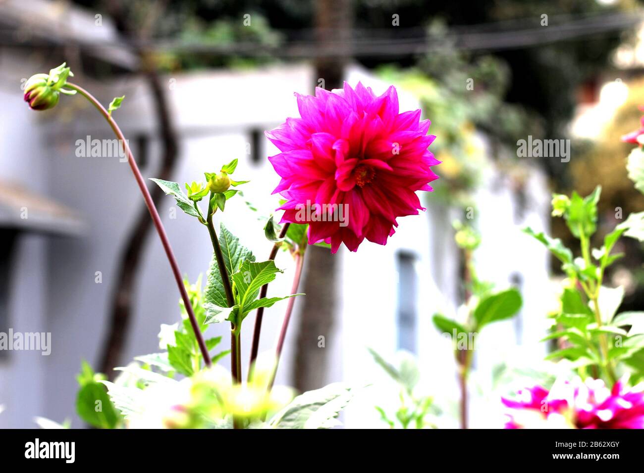 Dahlia Beacutiful Flower im Größten Blumengarten Stockfoto