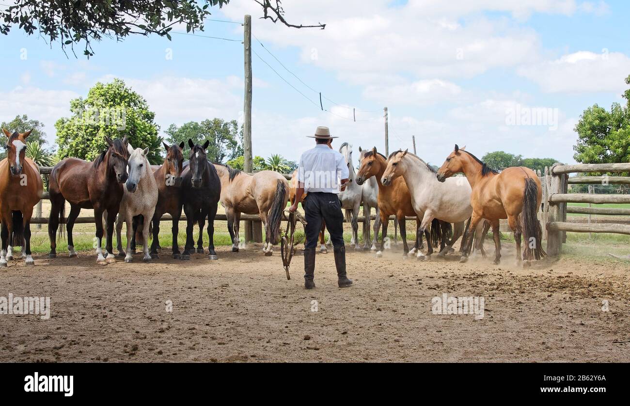 Gaucho arbeitet mit Pferden, verschiedenen Farben, Tieren, Estancia, Job, Equus ferus caballus, La Rapida Ranch; Südamerika; Uruguay; Sommer, MR., PR Stockfoto