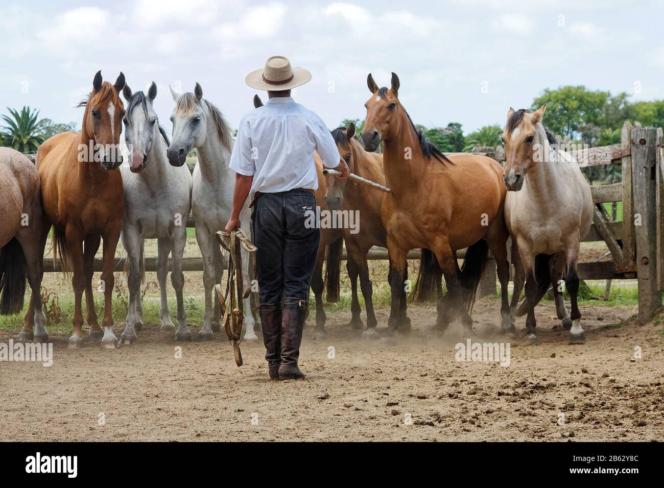 Gaucho arbeitet mit Pferden, verschiedenen Farben, Tieren, Estancia, Job, Equus ferus caballus, La Rapida Ranch; Südamerika; Uruguay; Sommer, MR., PR Stockfoto