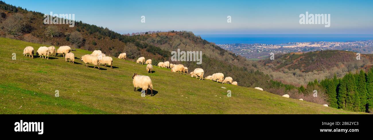 Baskischer Schaf Stockfoto