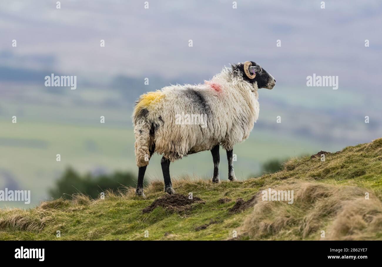 Swaledale Sheep, das über die Dales in Wensleydale, North Yorkshire blickt. Kurz vor der Lammzeit im Frühjahr. Horizontal. Platz für die Kopie. Stockfoto