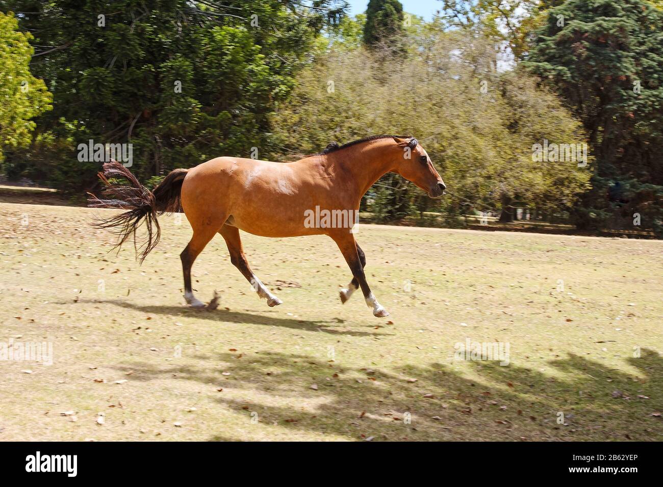 Pferdegaloppieren, laufen; Bewegung, Bewegung, Tier; Estancia; Pampas; ländlich; Equus ferus caballus, La Rapida Ranch; Südamerika; Uruguay; Sommer, P Stockfoto