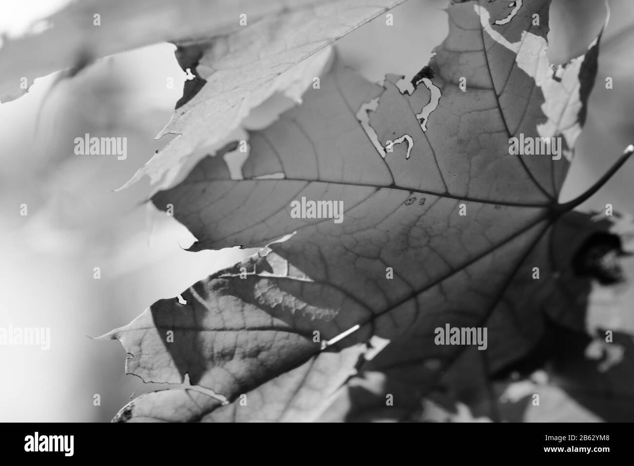 Ahorn-Baum mit Blättern im Herbstwald an schönem sonnigen Tag. Nahansicht. Schwarz-weiß gezungtes Bild. Stockfoto