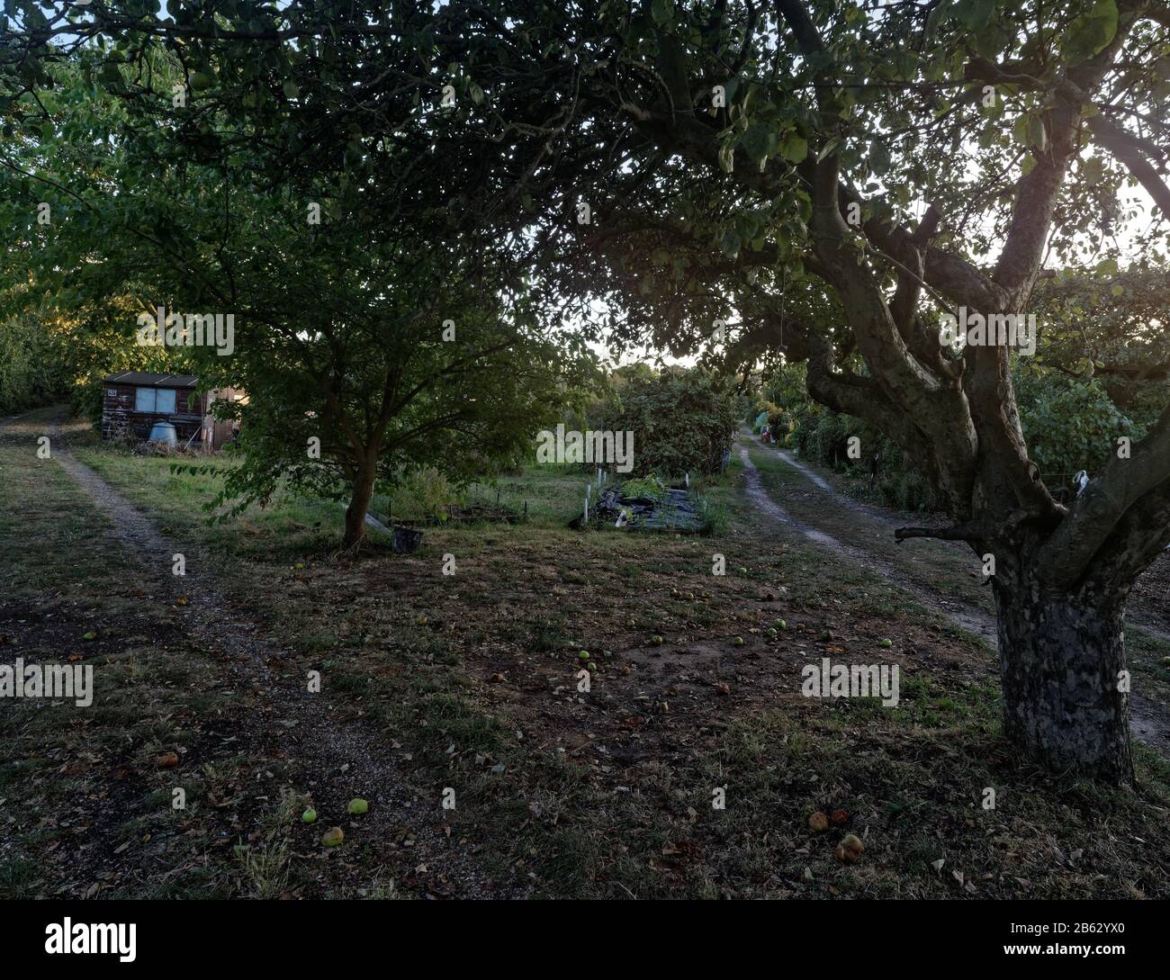 Gefallene Äpfel um einen Apfelbaum, Abendlicht Stockfoto