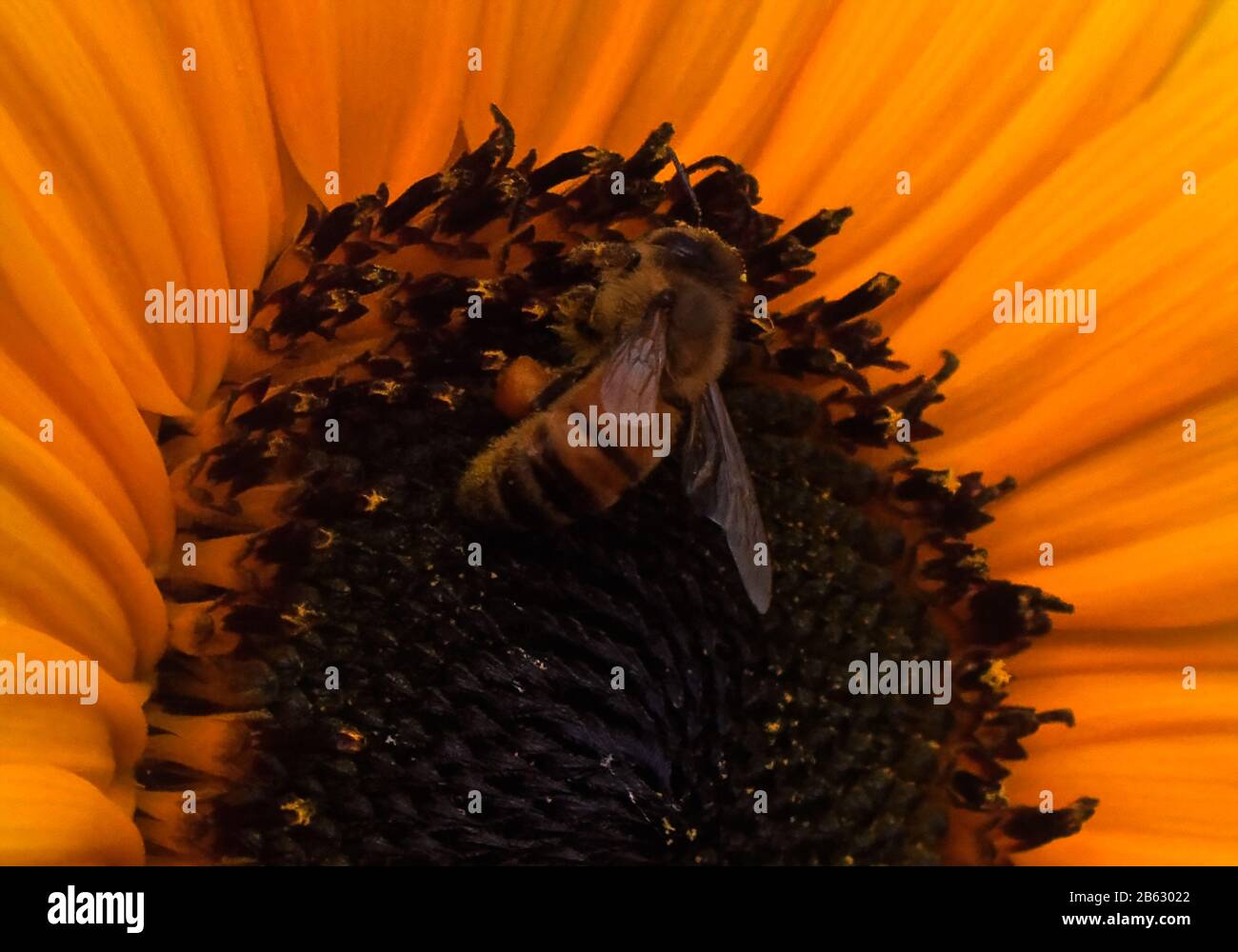 Honigbiene sammelt Pollen im Kopf einer Sonnenblume, die mit leuchtend gelben Kronblättern und Ligule geöffnet ist. Stockfoto