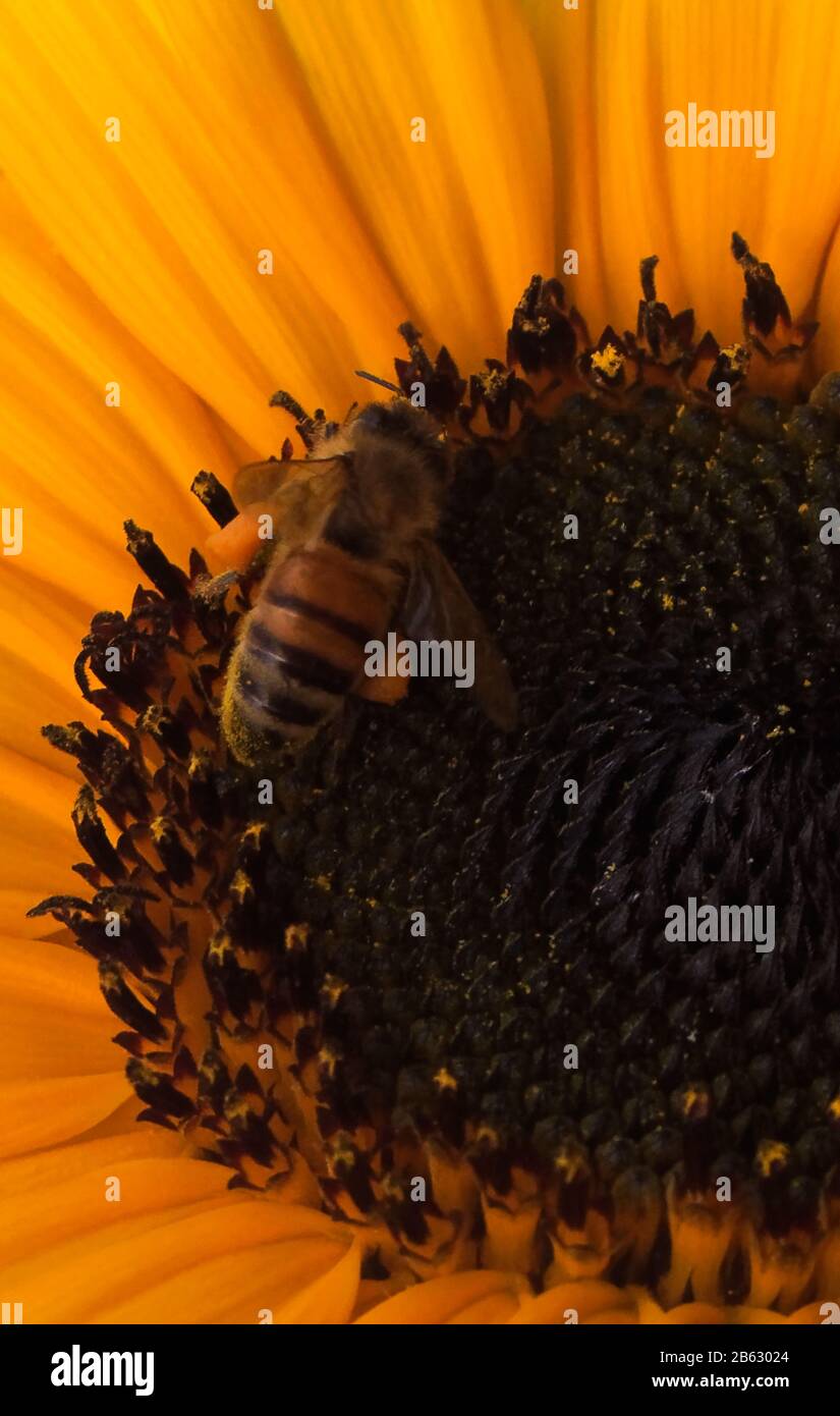 Honigbiene sammelt Pollen im Kopf einer Sonnenblume, die mit leuchtend gelben Kronblättern und Ligule geöffnet ist. Stockfoto