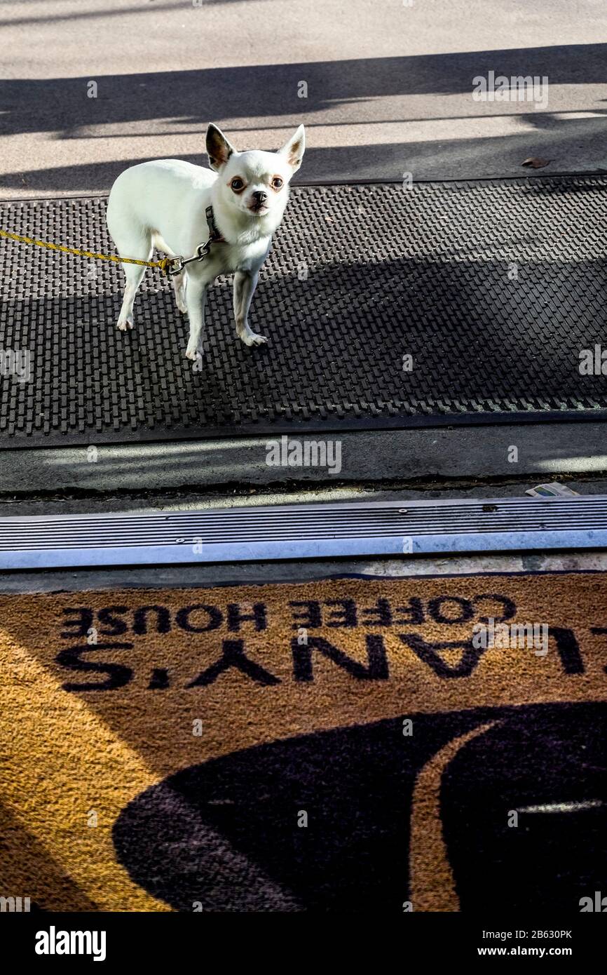 Leashed Chihuahua Hund wartet auf Besitzer vor dem Kaffeehauseingang. Stockfoto