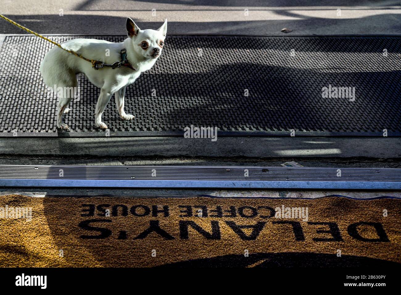 Ein Hund aus Chihuahua, der vor Delany's Coffee House Eingang in North Vancouver, British Columbia, Kanada auf den Besitzer wartet Stockfoto