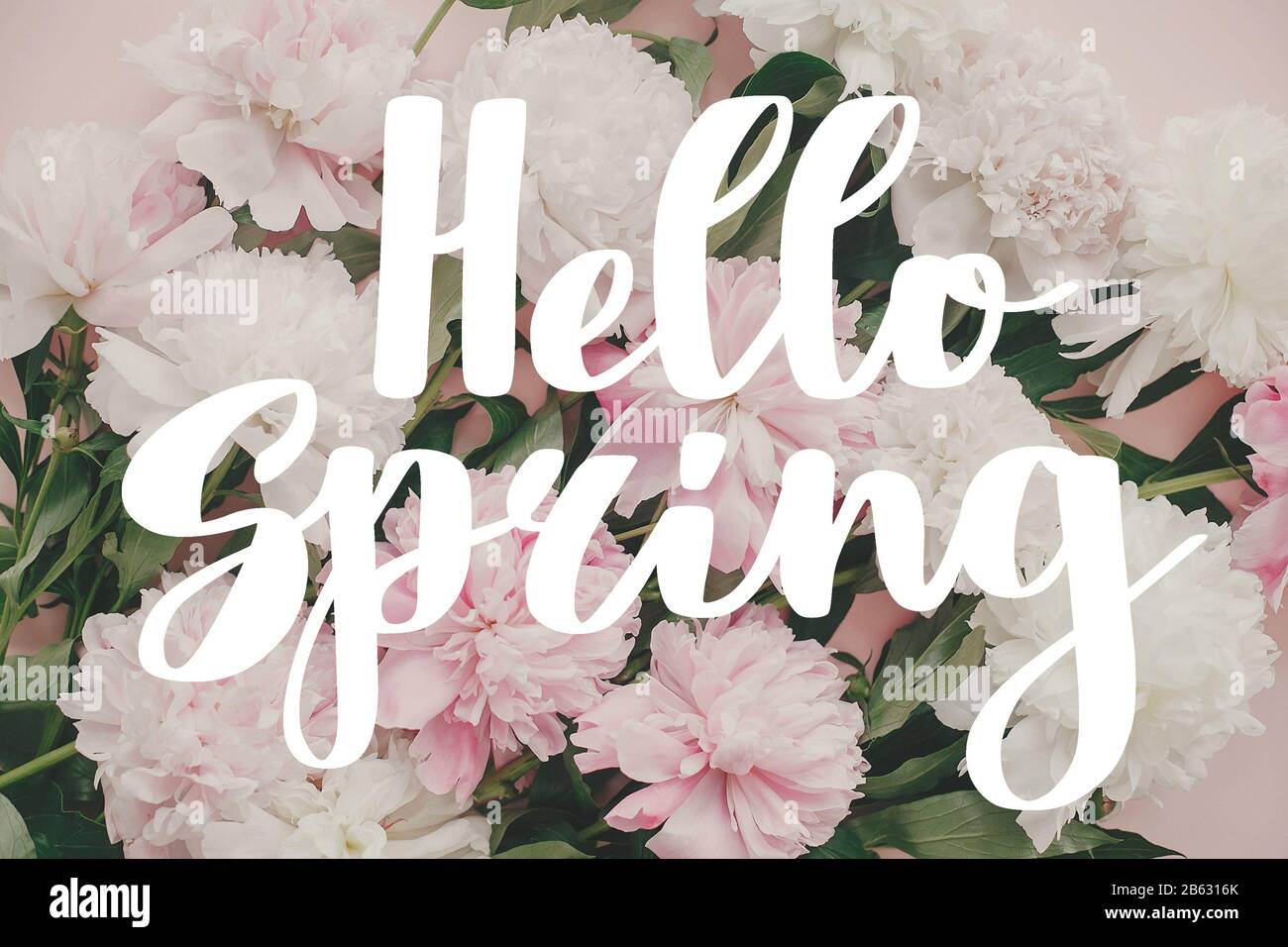 Hello Spring Schriftzug auf Ponys Tapete. Hallo Frühlingstext auf stilvollem pinkfarbenem und weißem Pony-Bouquet. Grußkarte mit Blumenmuster oder Poster-Vorlage. Spr Stockfoto
