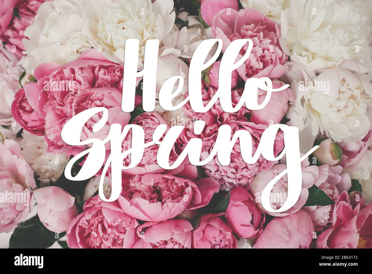 Hello Spring Schriftzug auf Ponys Tapete. Hallo Frühlingstext auf stilvollem pinkfarbenem und weißem Pony-Bouquet. Grußkarte mit Blumenmuster oder Poster-Vorlage. Spr Stockfoto