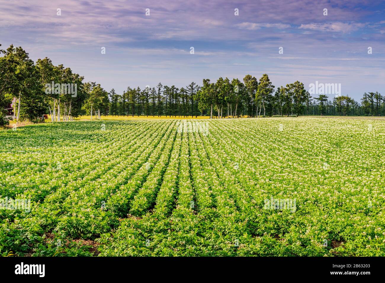 Japan, Hokkaido, Kartoffelfeld Stockfoto