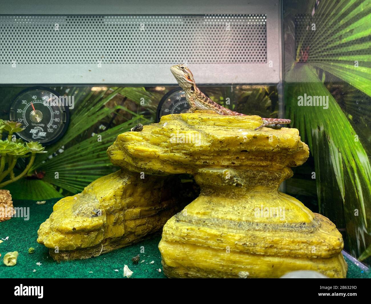 Orlando, FL/USA-3/7/20: Ein Gecko, der auf einem Felsen in einem Aquarium steht. Verschwommener Hintergrund zum Verkauf in einem Petsmart Superstore, Stockfoto