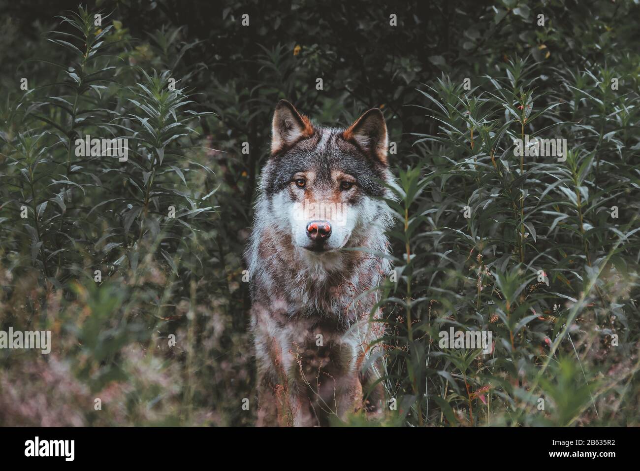 Wolf mit roter Nase im Wald sitzend Stockfoto