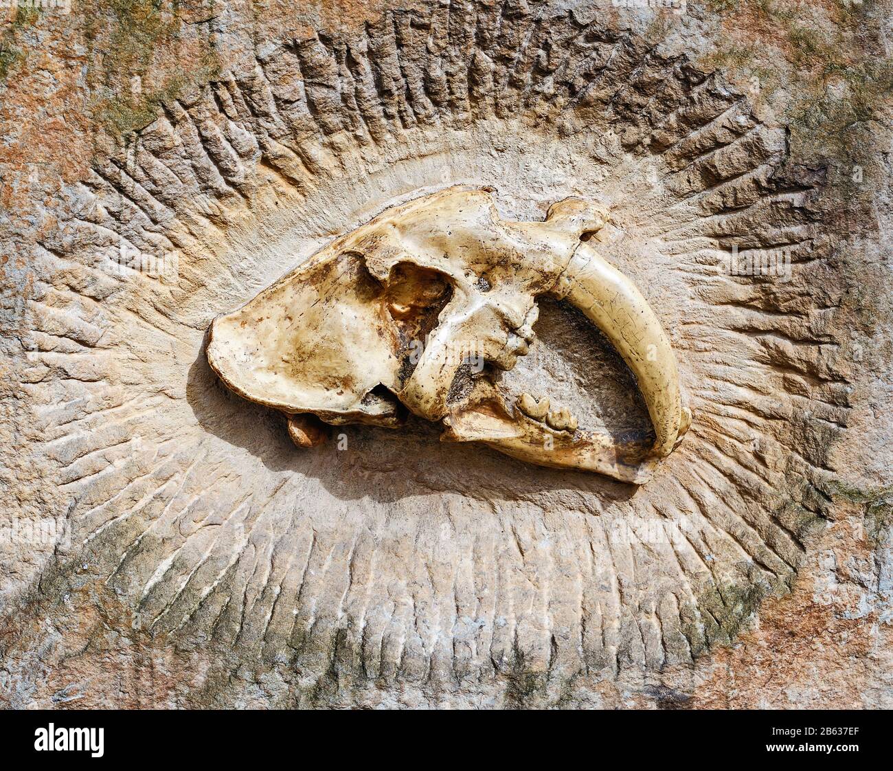 Prähistorische Paläontologie. Schädel eines alten Tieres in Steinfossil