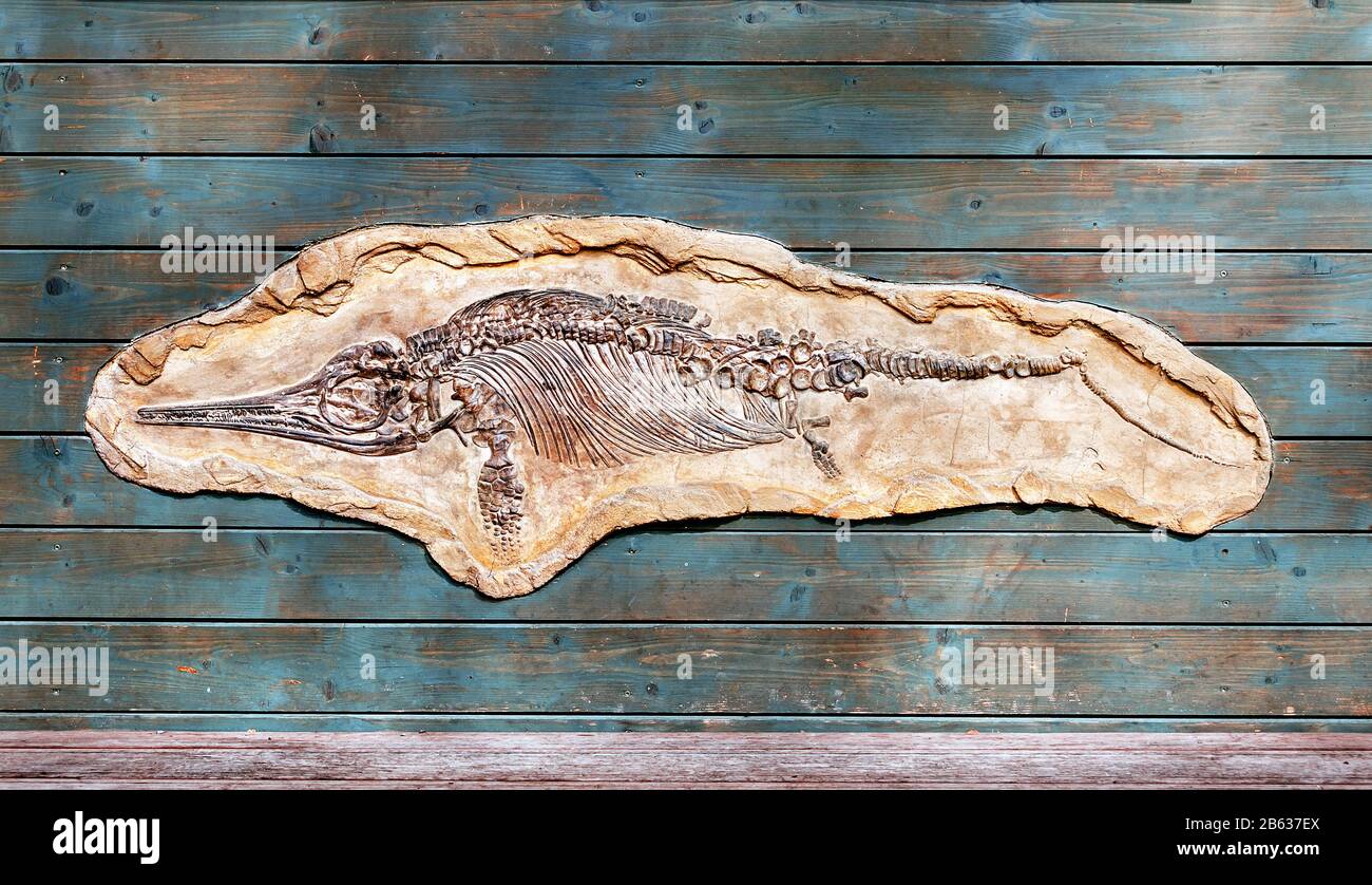 Ichthyosaurus Skelett Abdruck auf fossilen Stein, berühmte antike Ausstellung Stockfoto