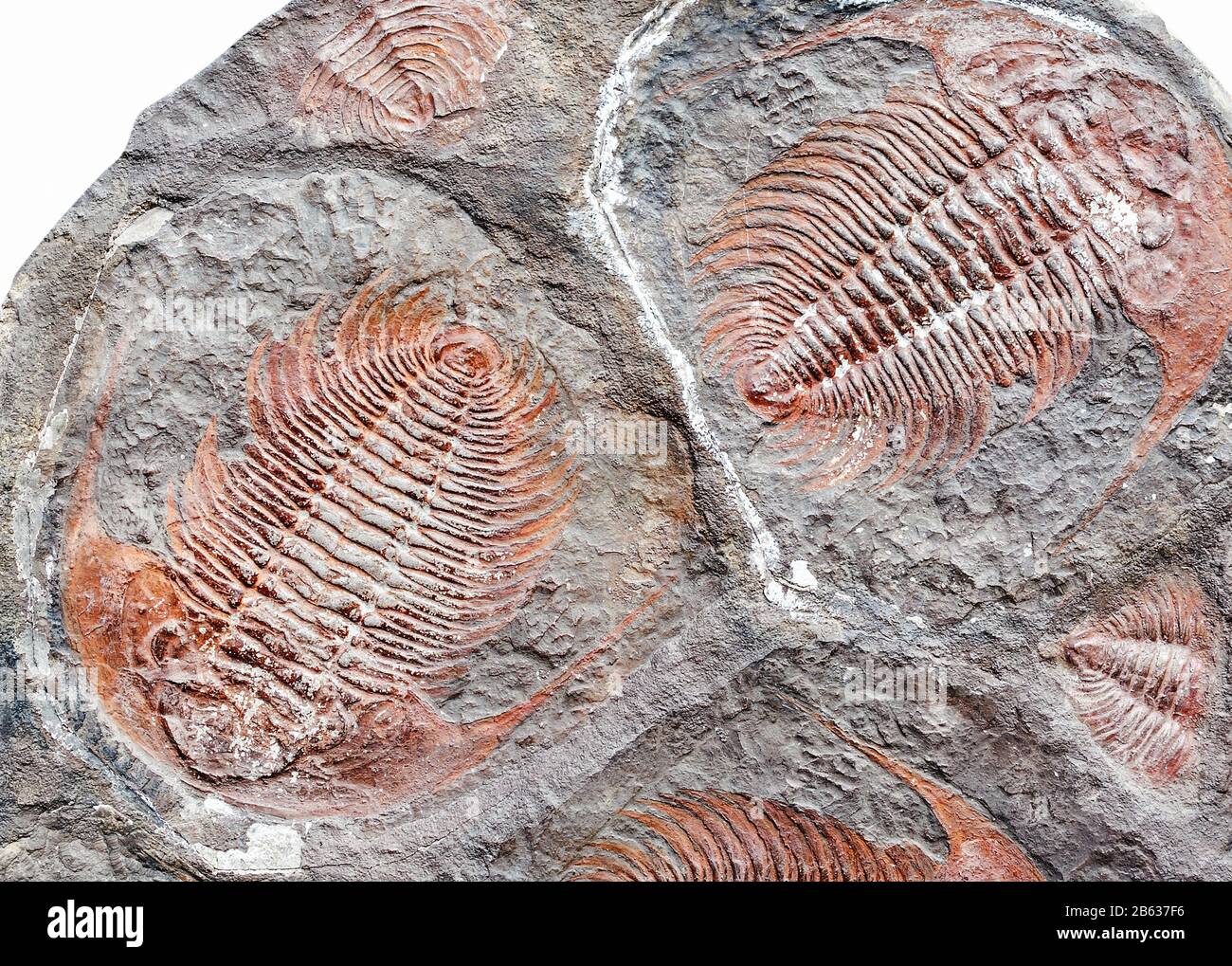 Abdrücke alter Lebewesen Trilobiten in Steinen und Fossilien Stockfoto