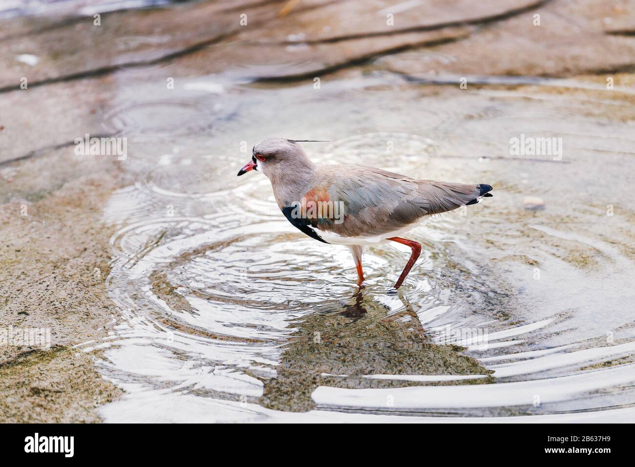 Der südländische Lapwing, Vanellus chilensis, exotischer Vogel aus Südamerika spült und spritzt in einem Teich mit Wasser Stockfoto